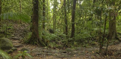 Mossman Gorge - QLD T (PBH4 00 16993)